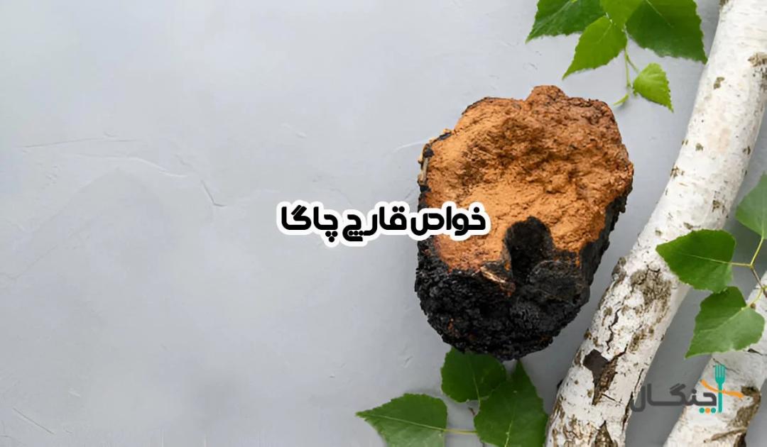 خواص قارچ چاگا؛ از تقویت سیستم ایمنی تا پیشگیری از سرطان