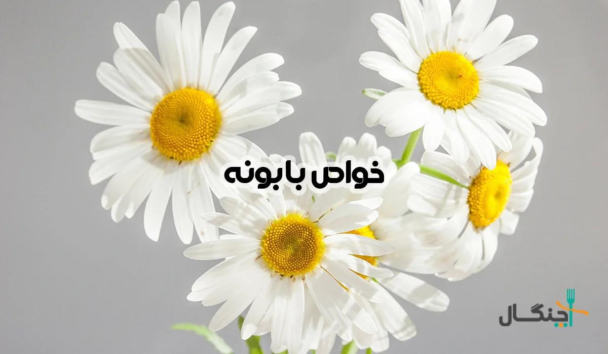 خواص بابونه؛ فواید، شواهد و موارد احتیاط