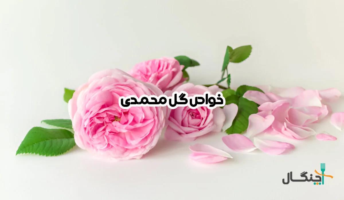 خواص گل محمدی؛ از سلامت بدن تا زیبایی پوست و مو