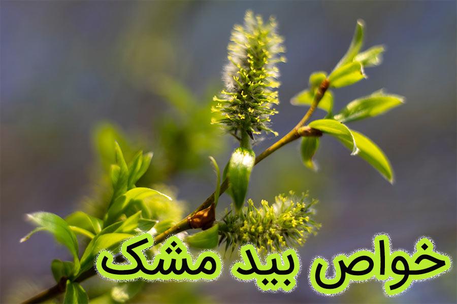 بیدمشک؛ کاربردهای سنتی، شواهد و موارد احتیاط