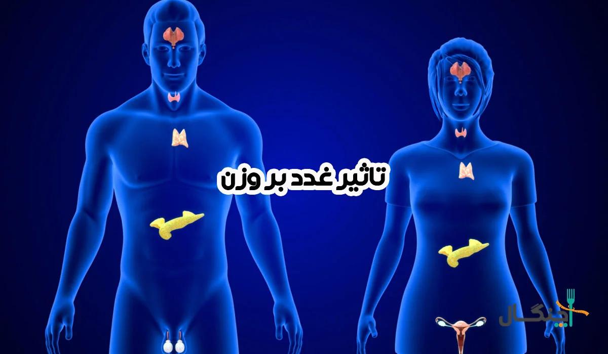 تاثیر غدد بر وزن؛ باور غلط یا یک واقعیت علمی