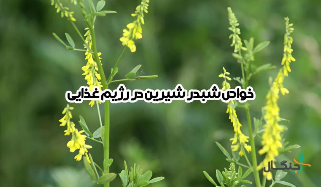 درباره خواص شبدر شیرین در رژیم غذایی بیشتر بدانید!